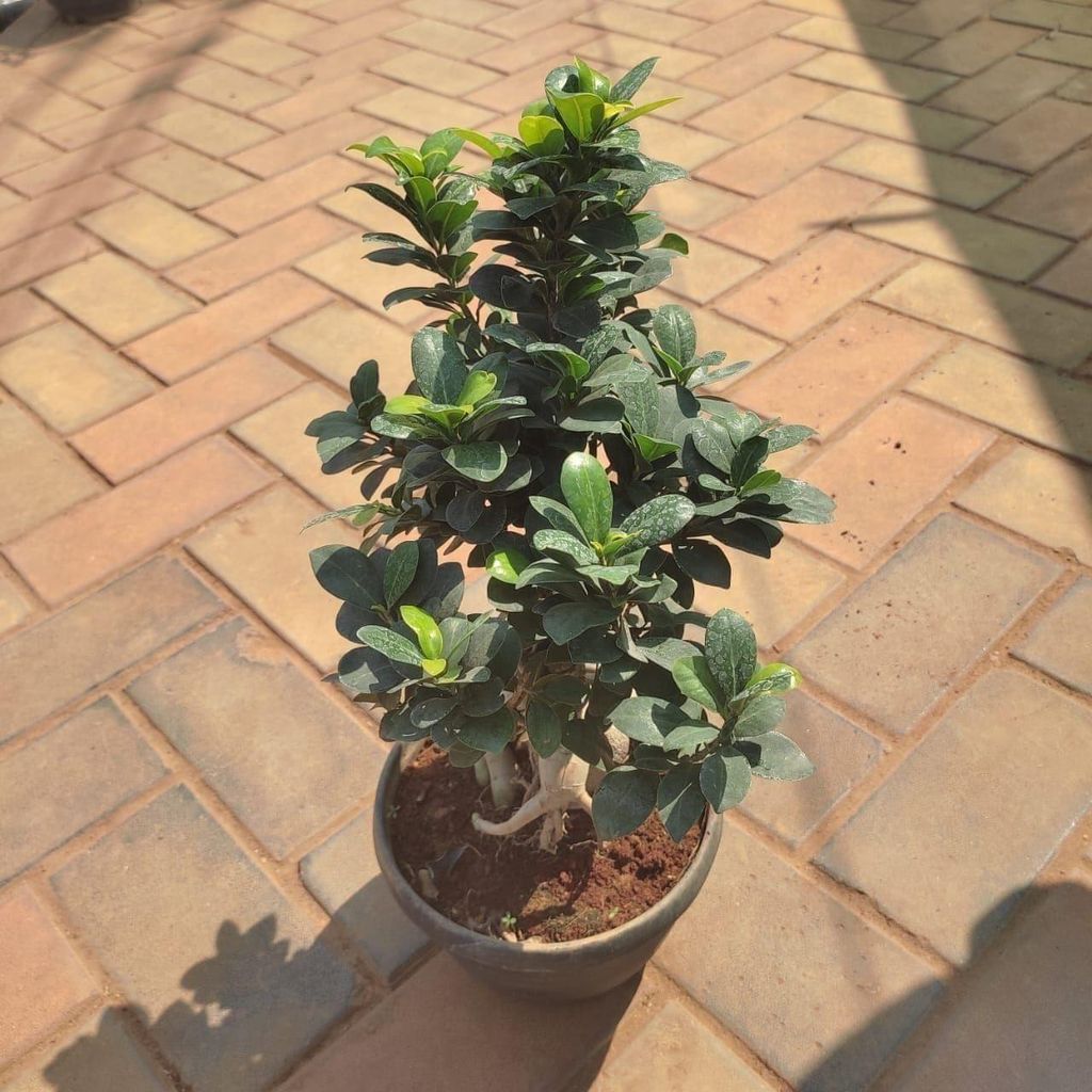 Ficus Bonsai in 6 Inch Nursery Pot