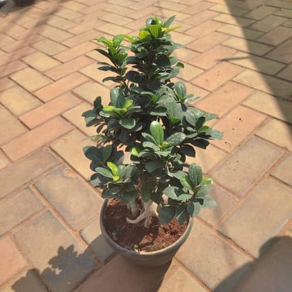 Buy Ficus Bonsai in 6 Inch Plastic Pot Online | Urvann.com