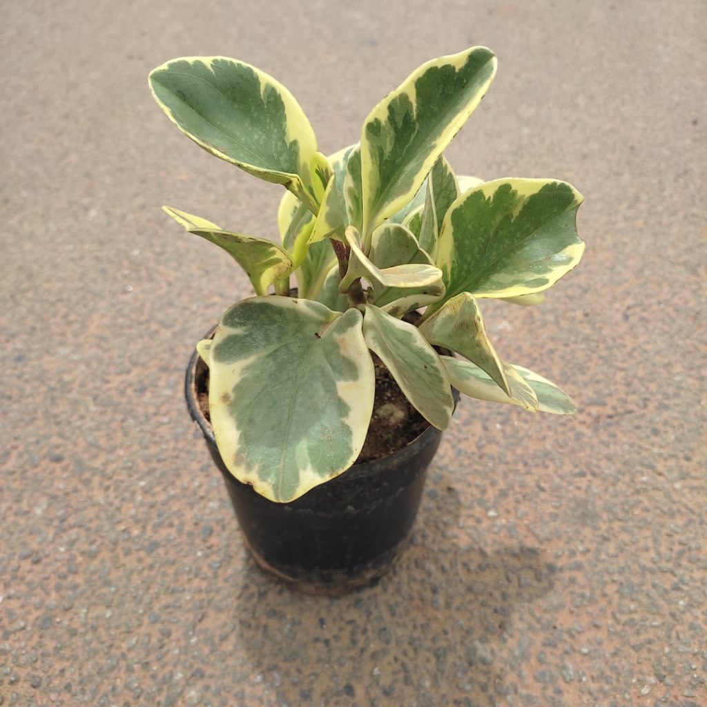 Peperomia / Radiator Plant Variegated in 4 Inch Nursery Pot