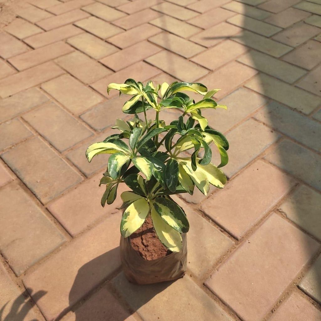 Schefflera Variegated in 5 Inch Nursery Bag