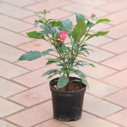 Buy Pentas Red in 5 Inch Nursery Pot Online | Urvann.com