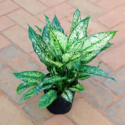 Buy Aglaonema Snow White in 5 Inch Nursery Pot Online | Urvann.com