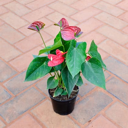 Buy Anthurium Red in 5 Inch Nursery Pot Online | Urvann.com