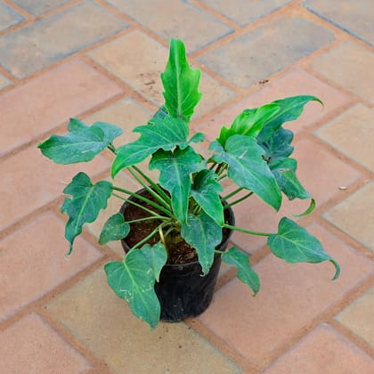 Buy Xanadu Green in 5 Inch Nursery Pot Online | Urvann.com