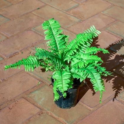 Buy Fern Green in 5 Inch Nursery Pot Online | Urvann.com