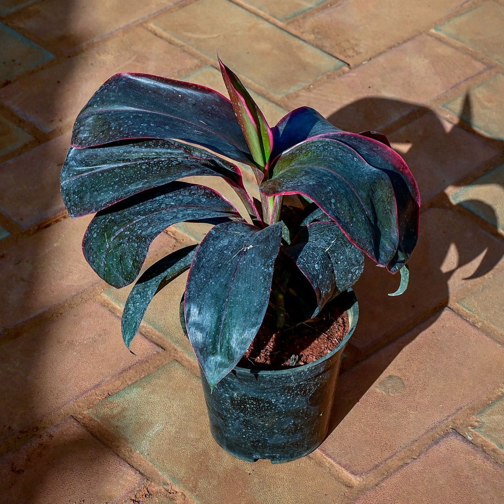 Dracaena Rosea in 6 Inch Nursery Pot