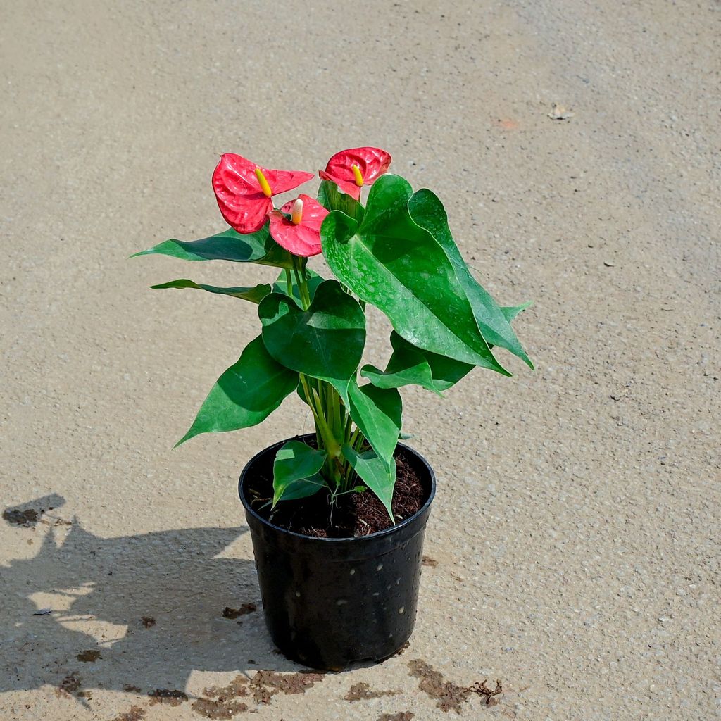 Anthurium Red in 5 Inch Nursery Pot