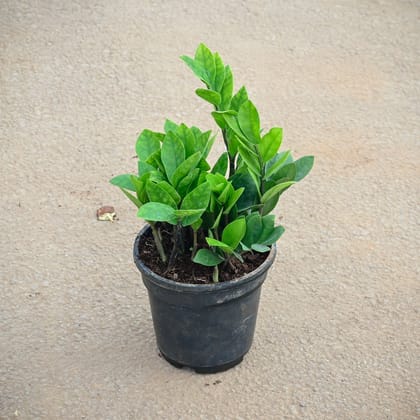 Buy Zz Green in 5 Inch Nursery Pot Online | Urvann.com