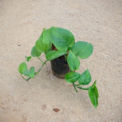 Buy Money Plant Green in 4 Inch Nursery Pot Online | Urvann.com