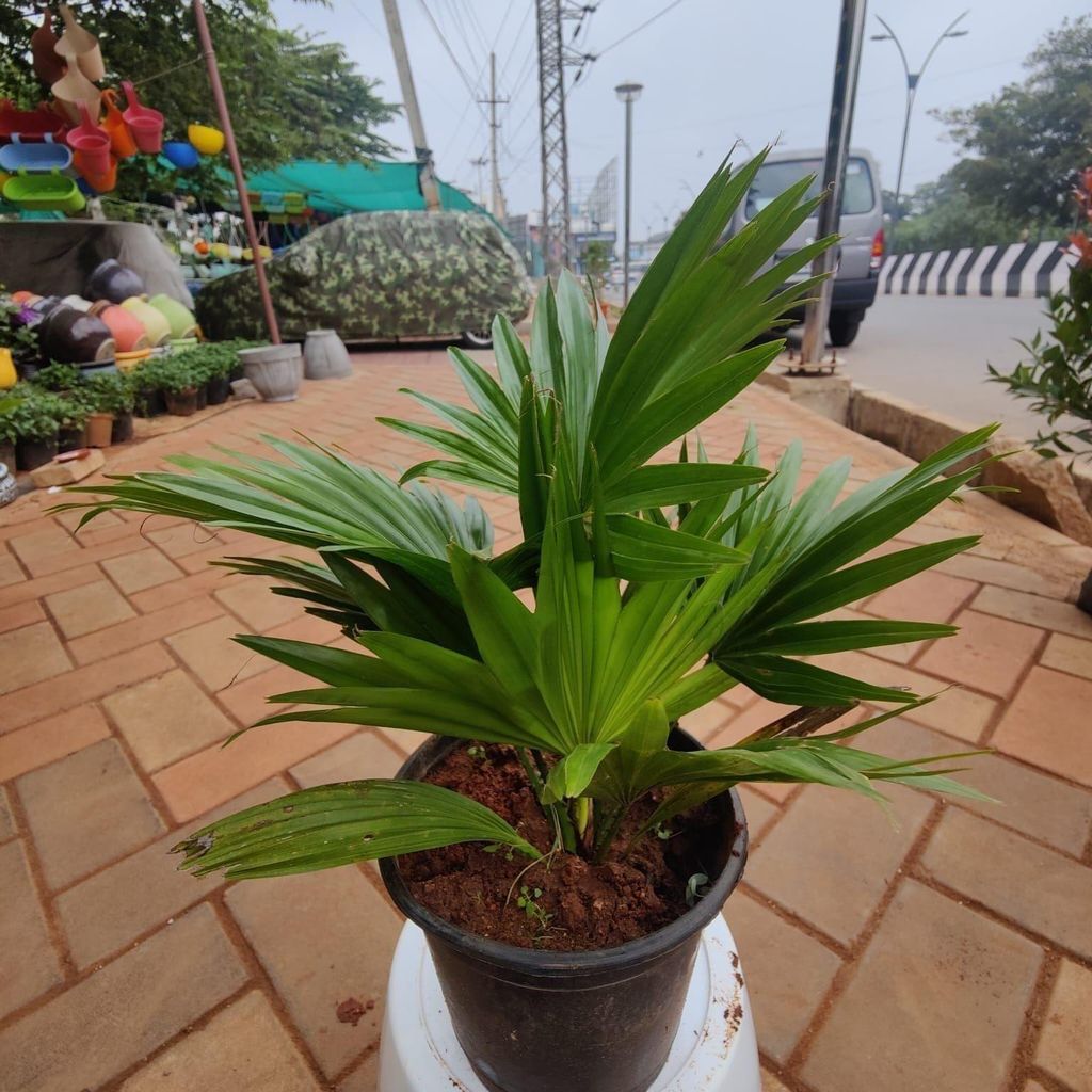 China / Fan Palm in 6 Inch Nursery Pot