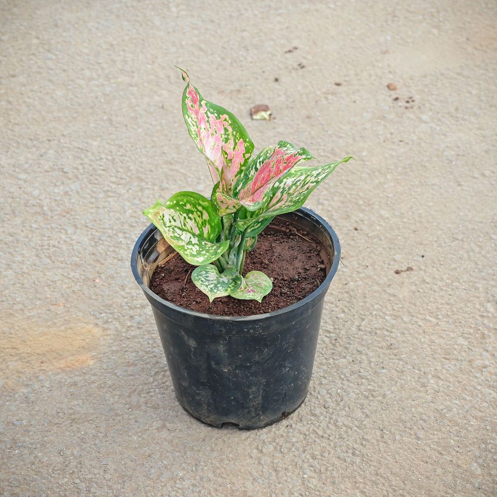 Aglaonema Pink Dalmatian in 5 Inch Nursery Pot