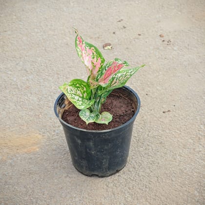 Buy Aglaonema Pink Dalmatian in 5 Inch Nursery Pot Online | Urvann.com