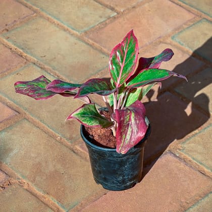 Buy Aglaonema Lipstick in 5 Inch Nursery Pot Online | Urvann.com