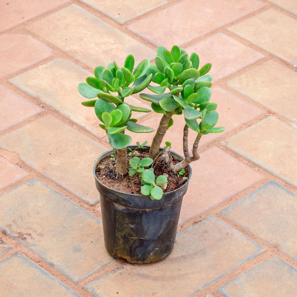 Crassula in 5 Inch Nursery Pot