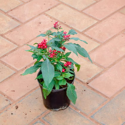 Buy Pentas Red in 5 Inch Nursery Pot Online | Urvann.com