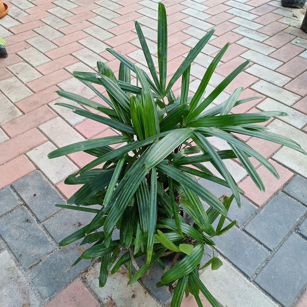 Raphis Palm in 8 Inch Nursery Bag