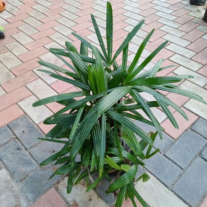 Buy Raphis Palm in 8 Inch Nursery Bag Online | Urvann.com