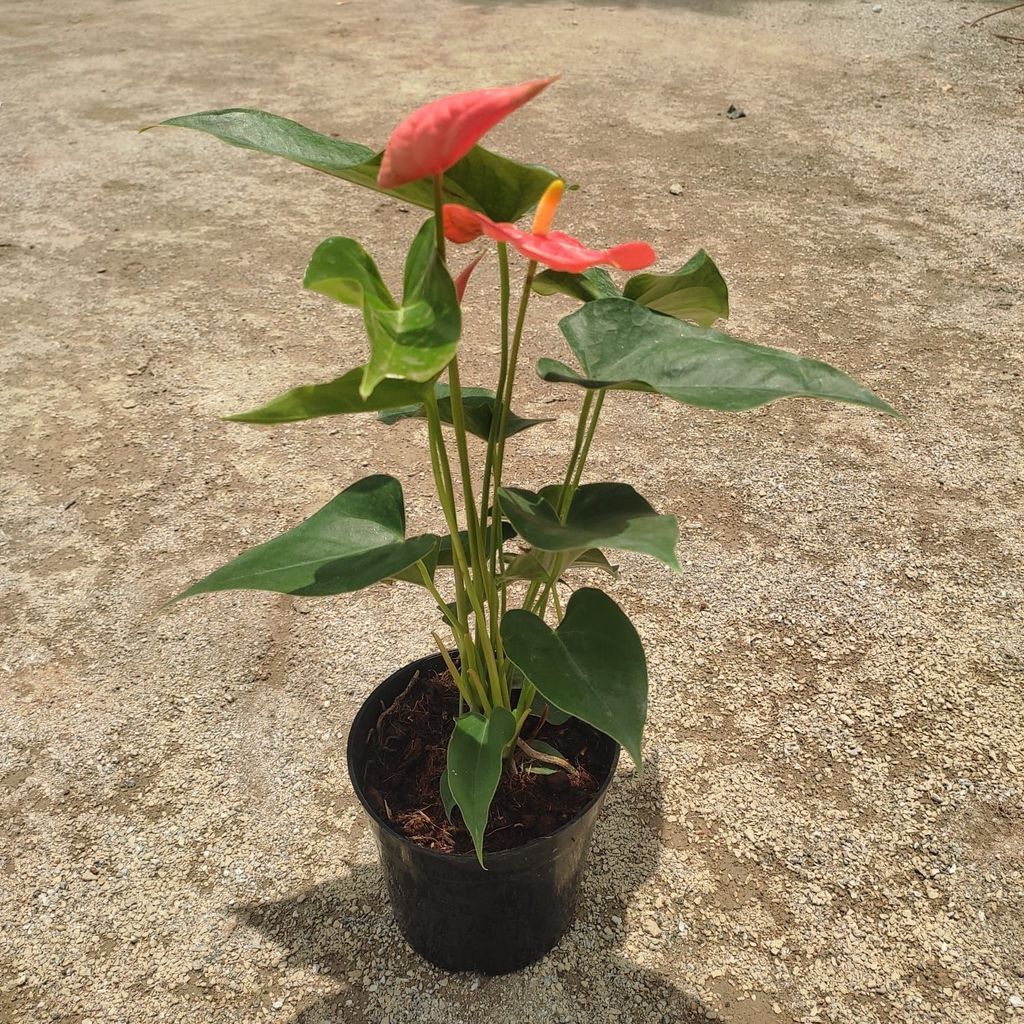 Anthurium Red in 5 Inch Nursery Pot