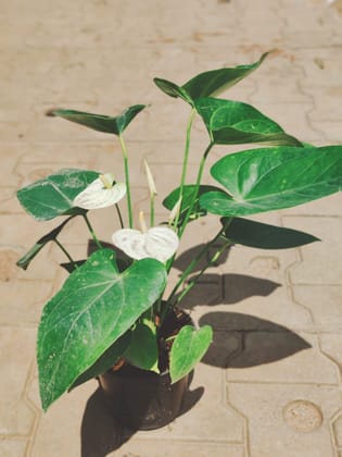 Buy Anthurium White in 6 Inch Plastic Pot Online | Urvann.com