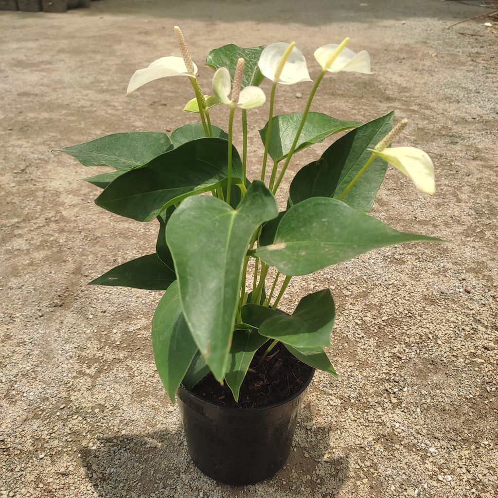 Anthurium White in 5 Inch Nursery Pot