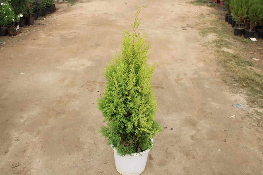 Cypress Golden (~ 2-3 Ft) in 8 Inch White Nursery Pot