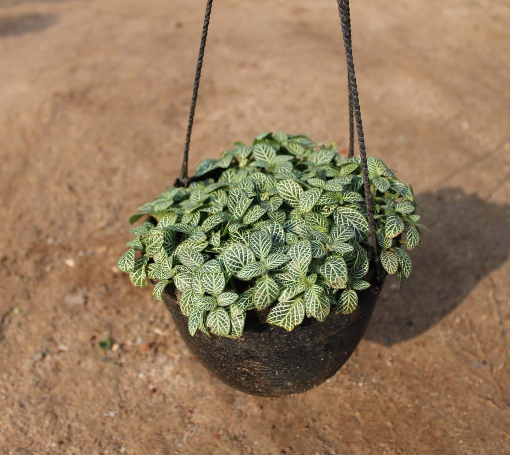 Fittonia Green / Nerve Plant in 8 Inch Black Hanging Basket