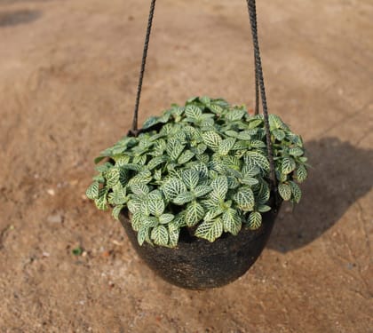 Buy Fittonia Green / Nerve Plant in 8 Inch Black Hanging Basket Online | Urvann.com