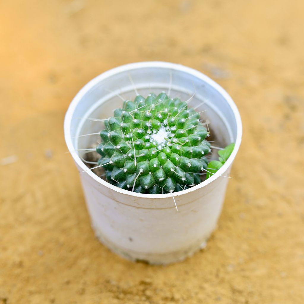 Mammillaria Polythele cactus in 3 Inch Nursery Pot