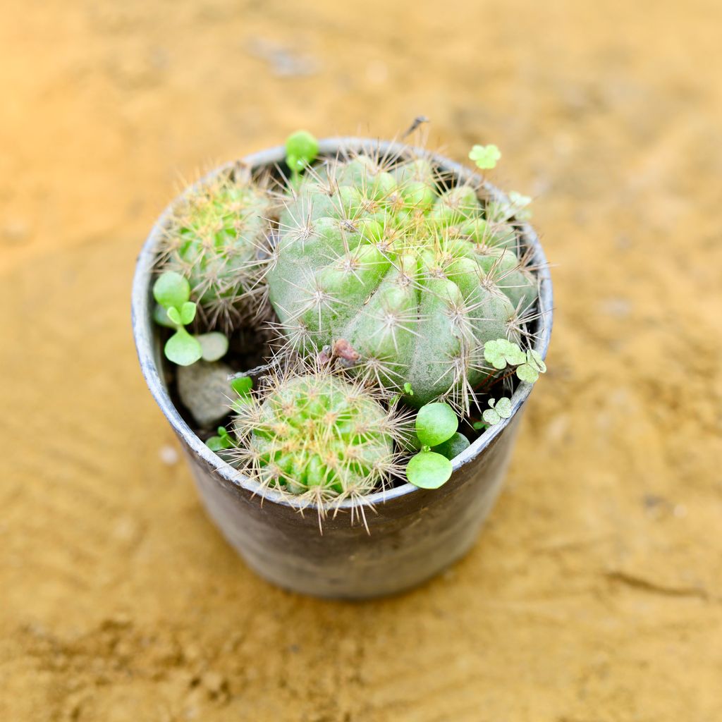 Green Barrel Cactus in 3 Inch Nursery Pot