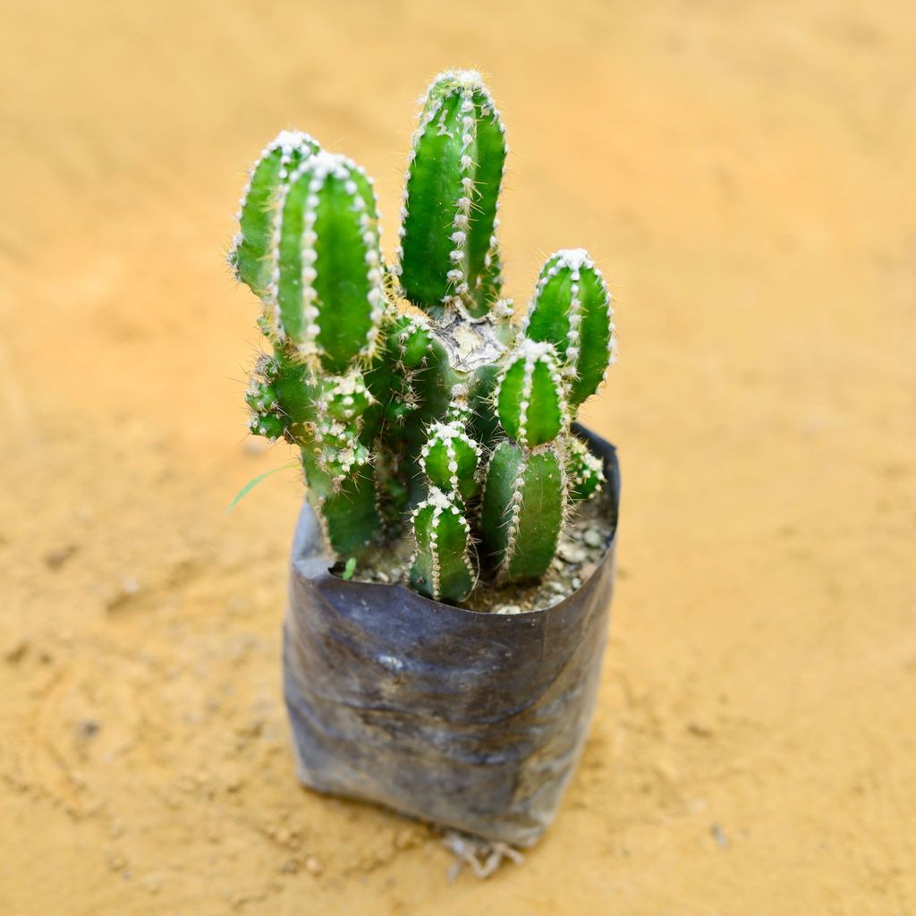 Fairy Tail Cactus in 3 Inch Nursery Bag