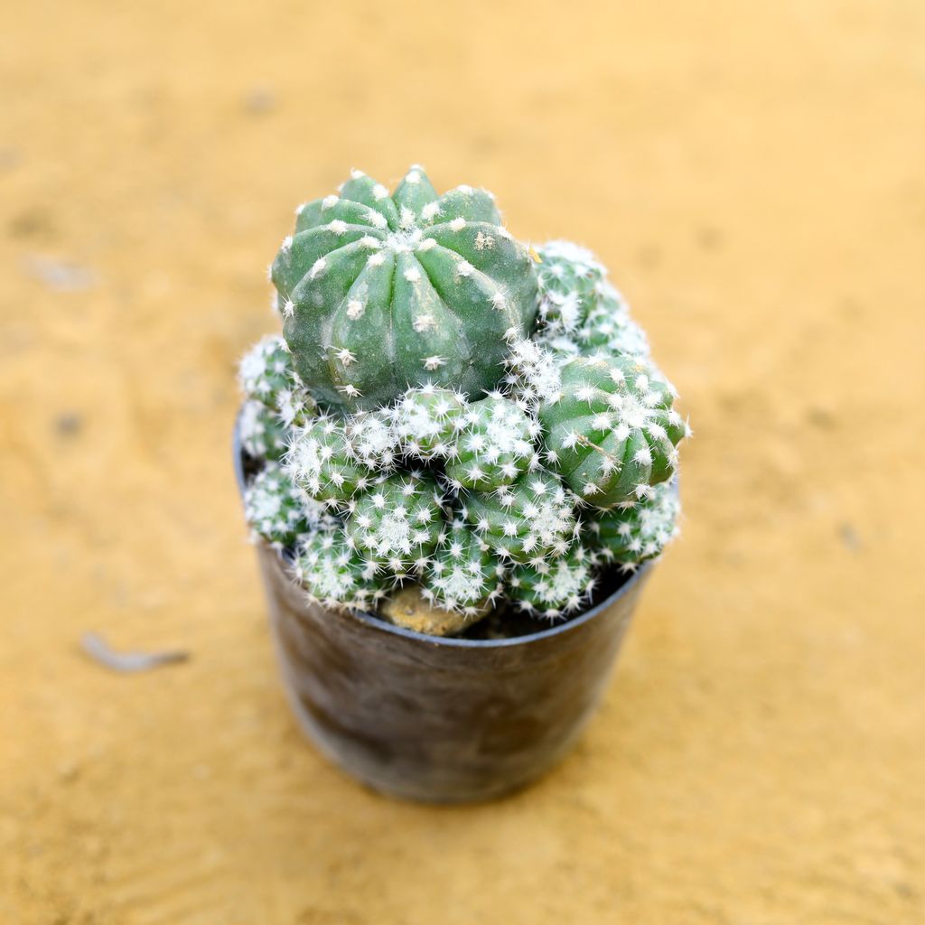 Echinopsis Subdenudata cactus in 3 Inch Nursery Pot