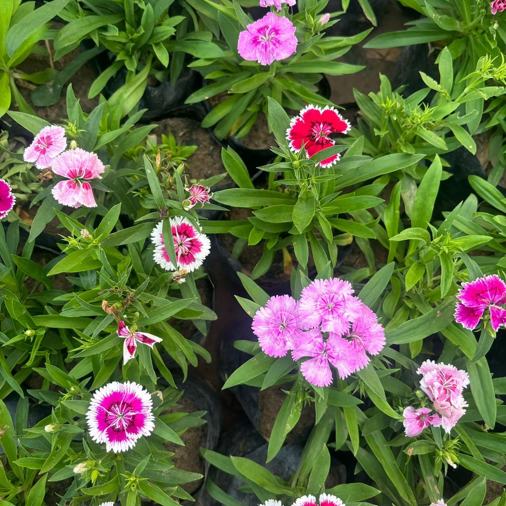 Set of 3 - Dianthus (any colour) in 4 Inch Nursery Bag