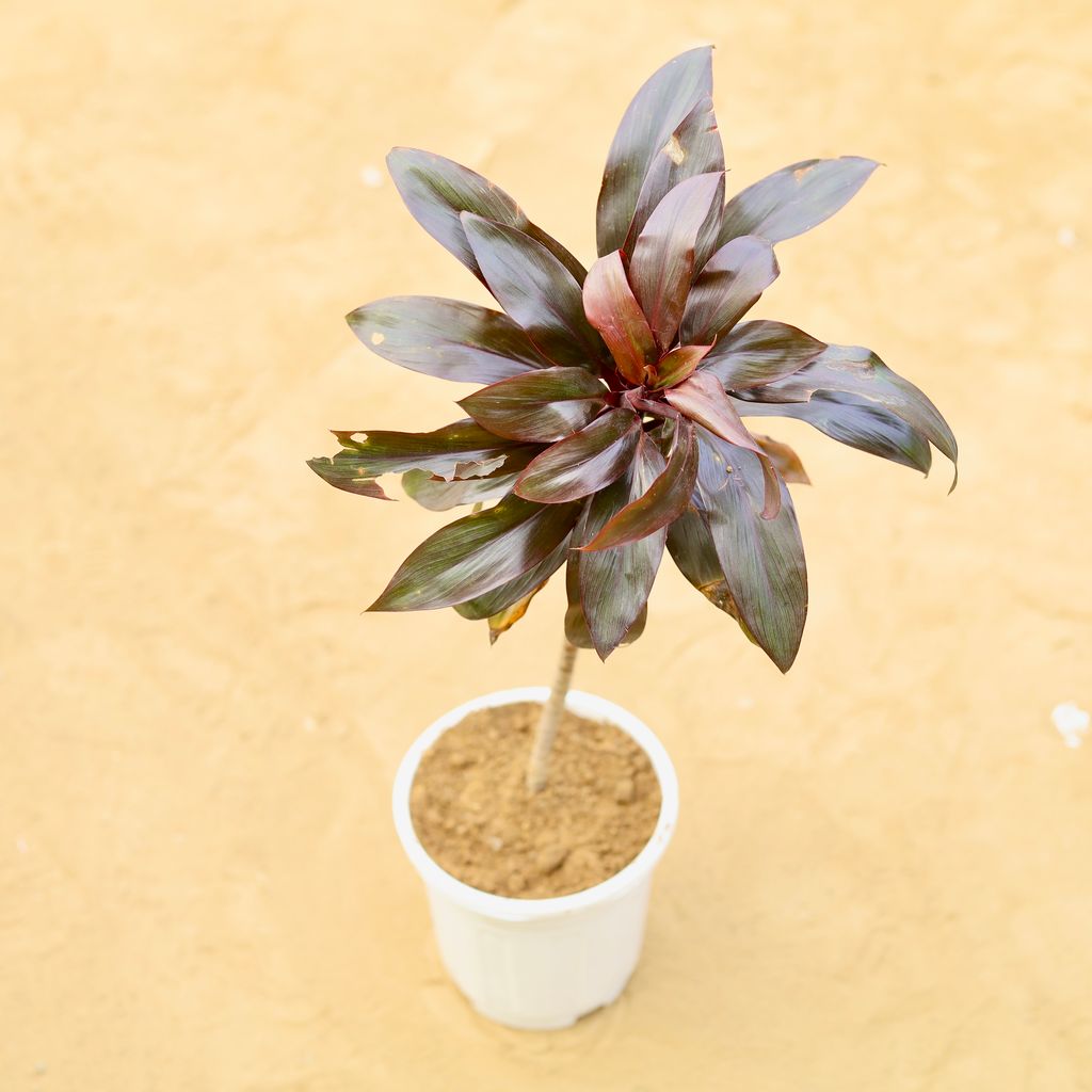 Dracaena Mysore Ruby in 6 inch White Super Nursery Pot