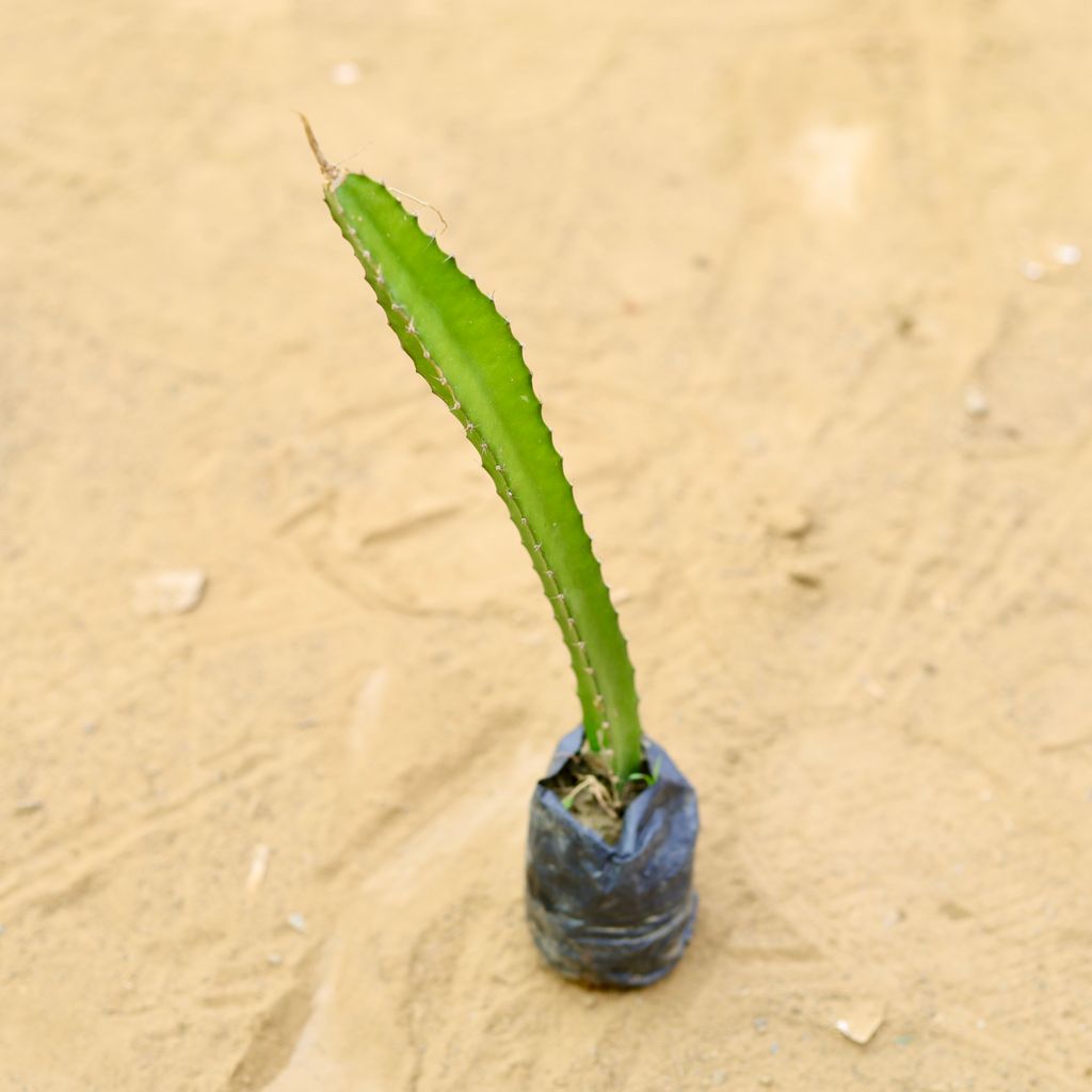 Dragon Fruit in 2 inch Nursery Bag