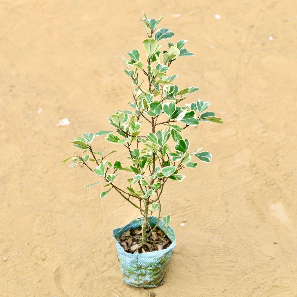 Ficus Triangularis (~ 2.5 Ft) in 5 inch Nursery Bag