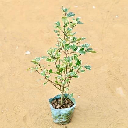 Buy Ficus Triangularis (~ 2.5 Ft) in 5 inch Nursery Bag Online | Urvann.com