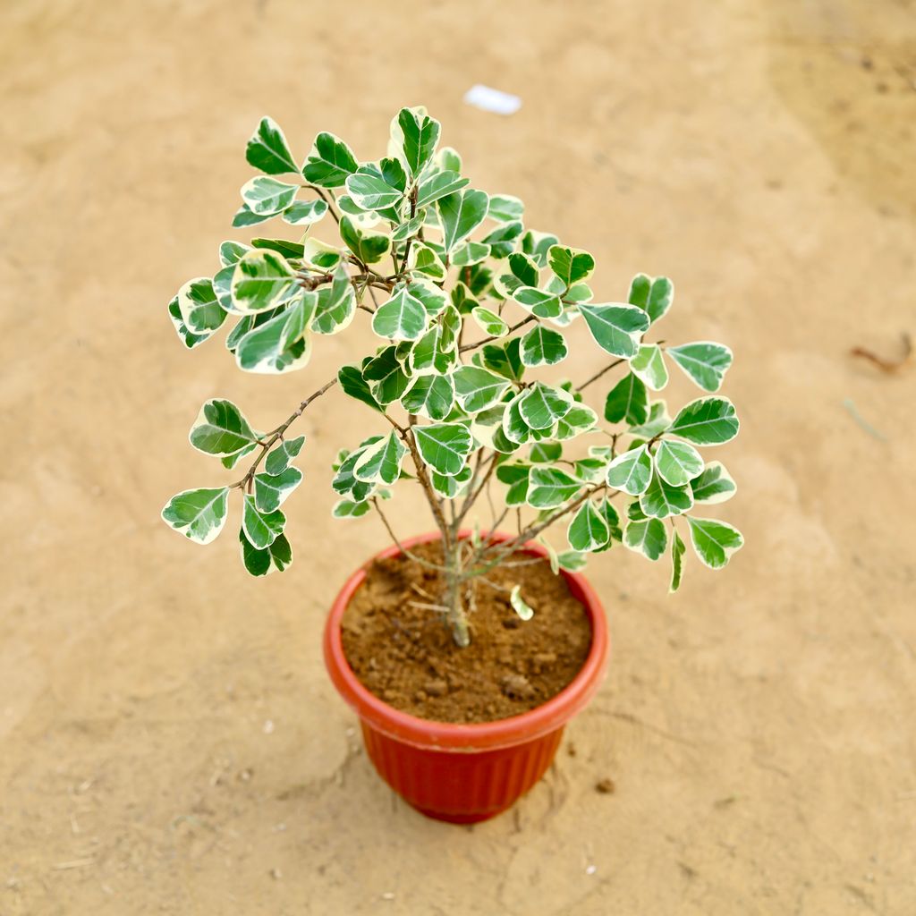 Ficus Triangularis in 8 inch Terracotta Red Olive Plastic Pot