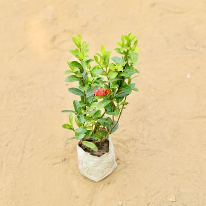 Buy Ixora Chinese (Any Colour) in 3 inch Nursery Bag Online | Urvann.com