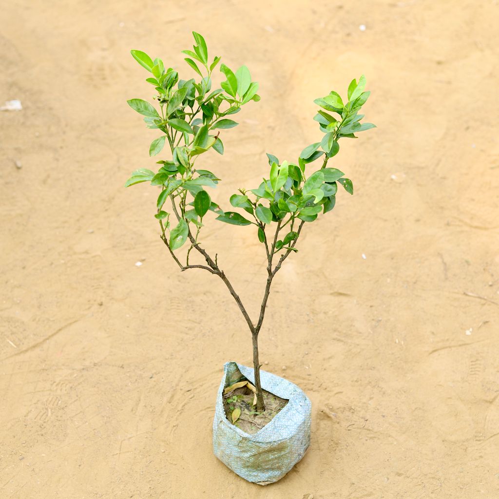 Lemon Kolkata Variety (~ 1.5 Ft) in 5 inch Nursery Bag