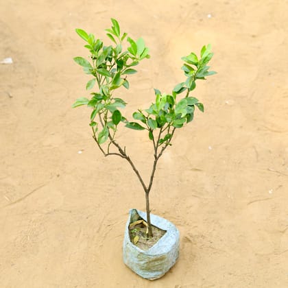 Buy Lemon Kolkata Variety (~ 1.5 Ft) in 5 inch Nursery Bag Online | Urvann.com