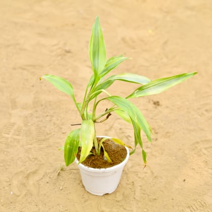 Buy Lucky Bamboo Golden in 4 inch White Nursery Pot Online | Urvann.com