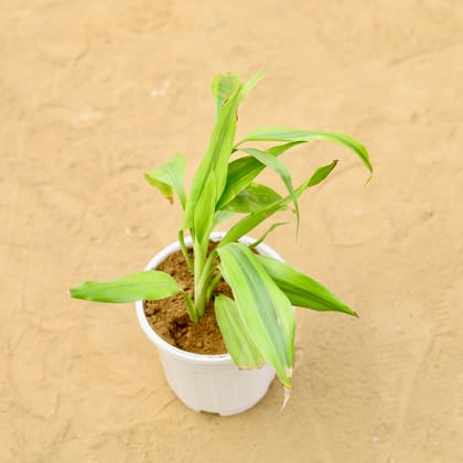 Buy Lucky Bamboo Golden in 6 inch White Super Nursery Pot Online | Urvann.com