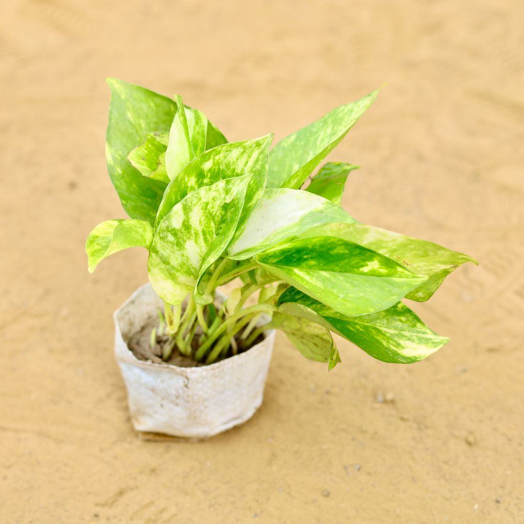 Money Plant Variegated in 3 inch Nursery Bag