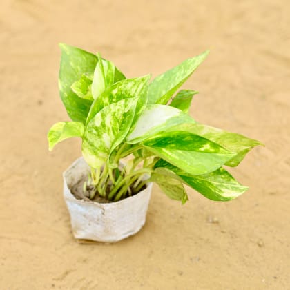 Buy Money Plant Variegated in 3 inch Nursery Bag Online | Urvann.com