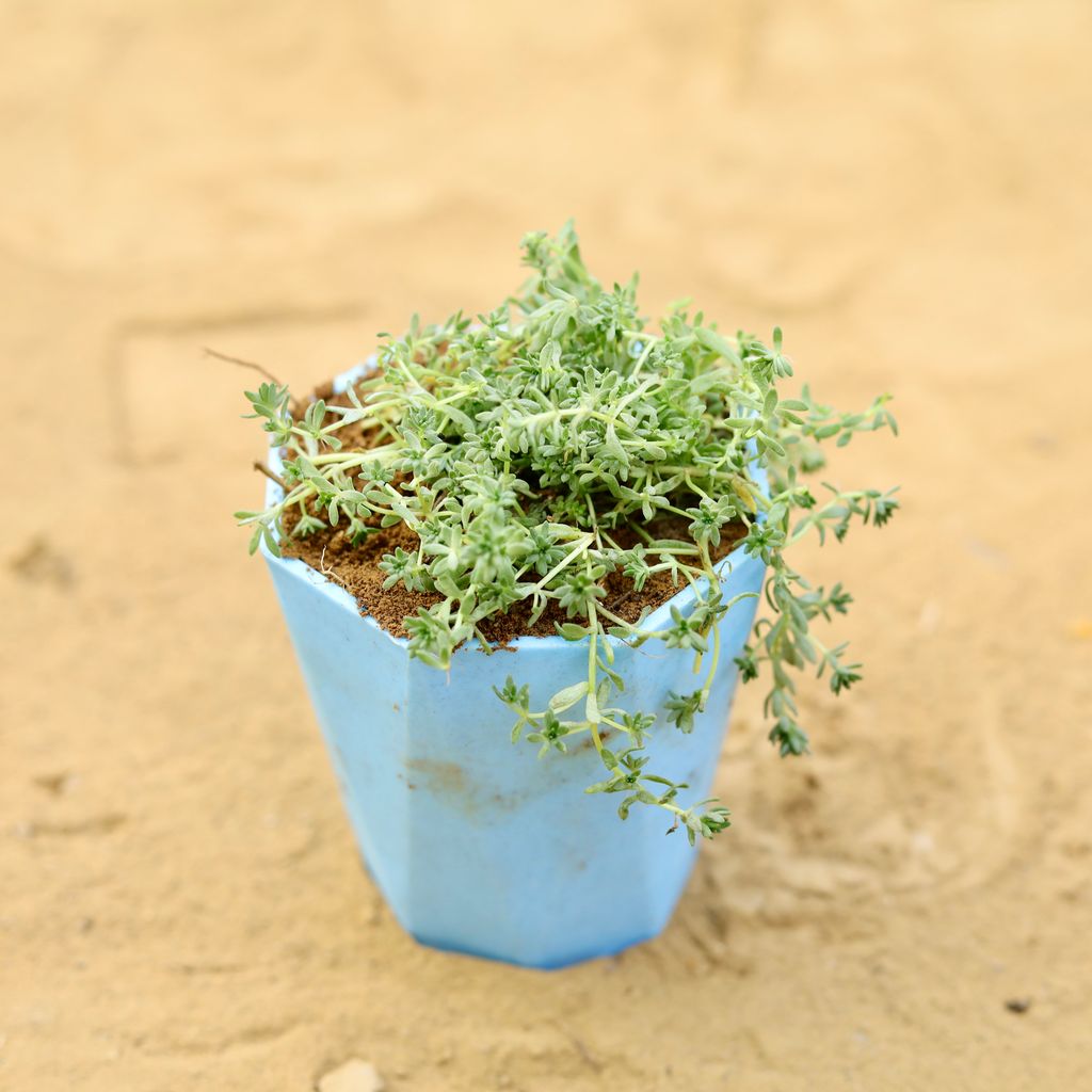 Moss Green Succulent in 4 inch Blue Marble Premium Diamanti Plastic Pot