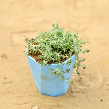 Buy Moss Green Succulent in 4 inch Blue Marble Premium Diamanti Plastic Pot Online | Urvann.com