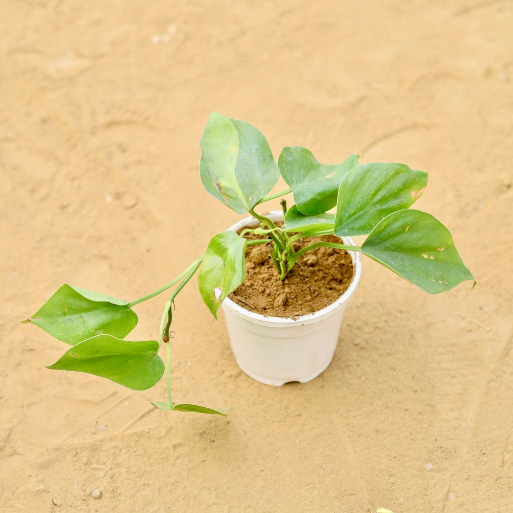 Oxycardium Green in 4 inch White Nursery Pot