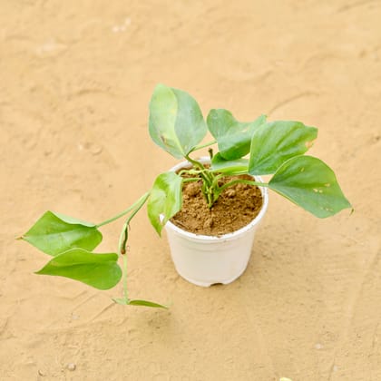 Buy Oxycardium Green in 4 inch White Nursery Pot Online | Urvann.com