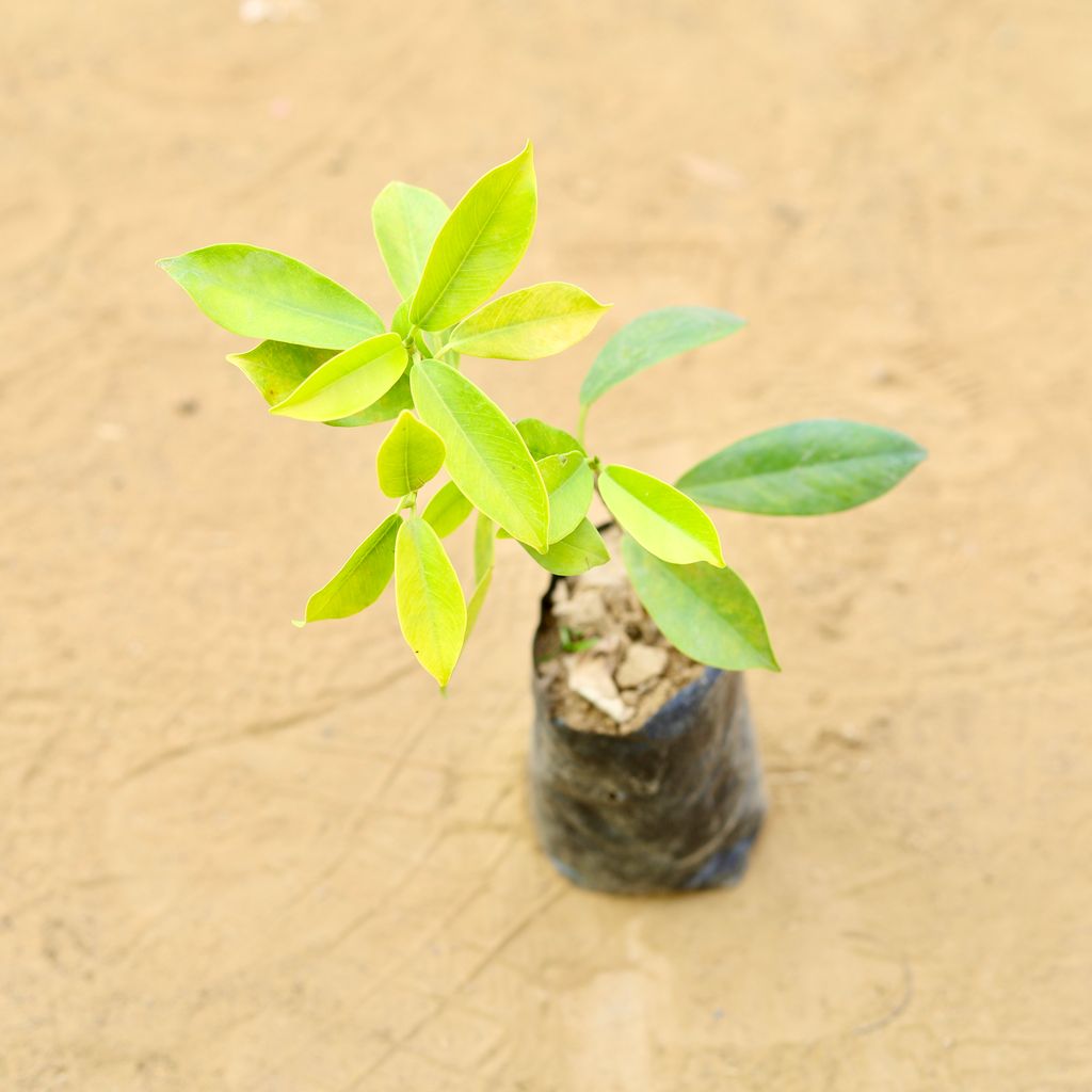 Panda Ficus in 2 inch Nursery Bag