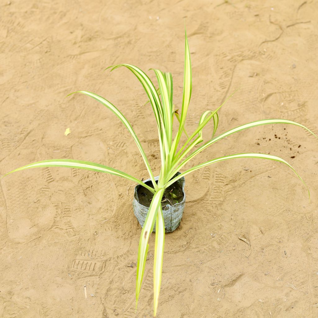 Pandanus in 4 inch Nursery Bag